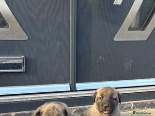 Turkish Kangal dogs for sale: Turkish kangal puppies - Advert 1