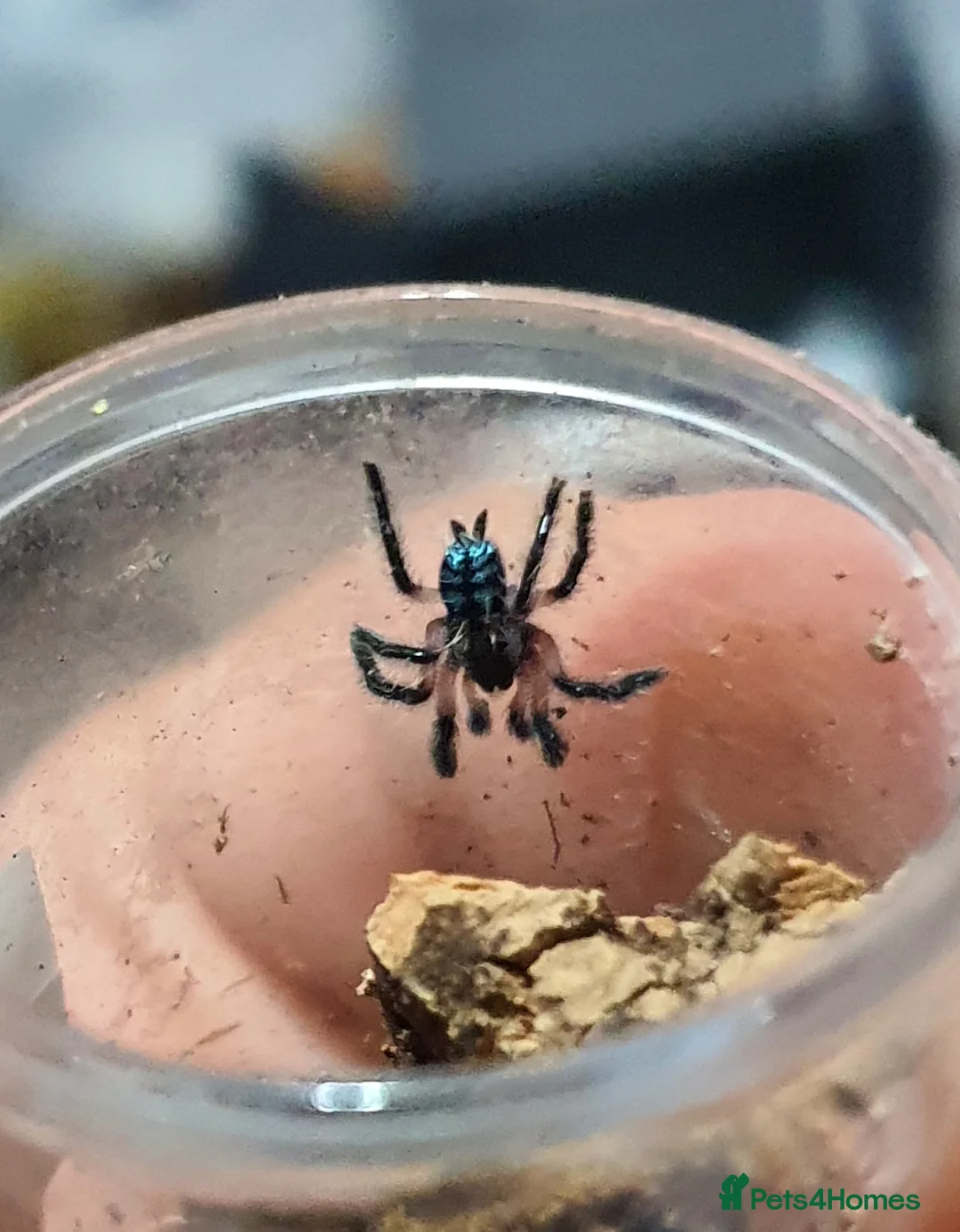 Tarantulas invertebrates for sale: Various Tarantulas for sale - Advert 3