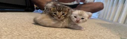 Bengal cats for sale: 4 bengal kittens  - Advert 21
