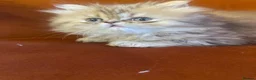 Persian cats for sale: Beautiful PURE Persian Kittens 5 Available  🐾❤️ - Advert 24