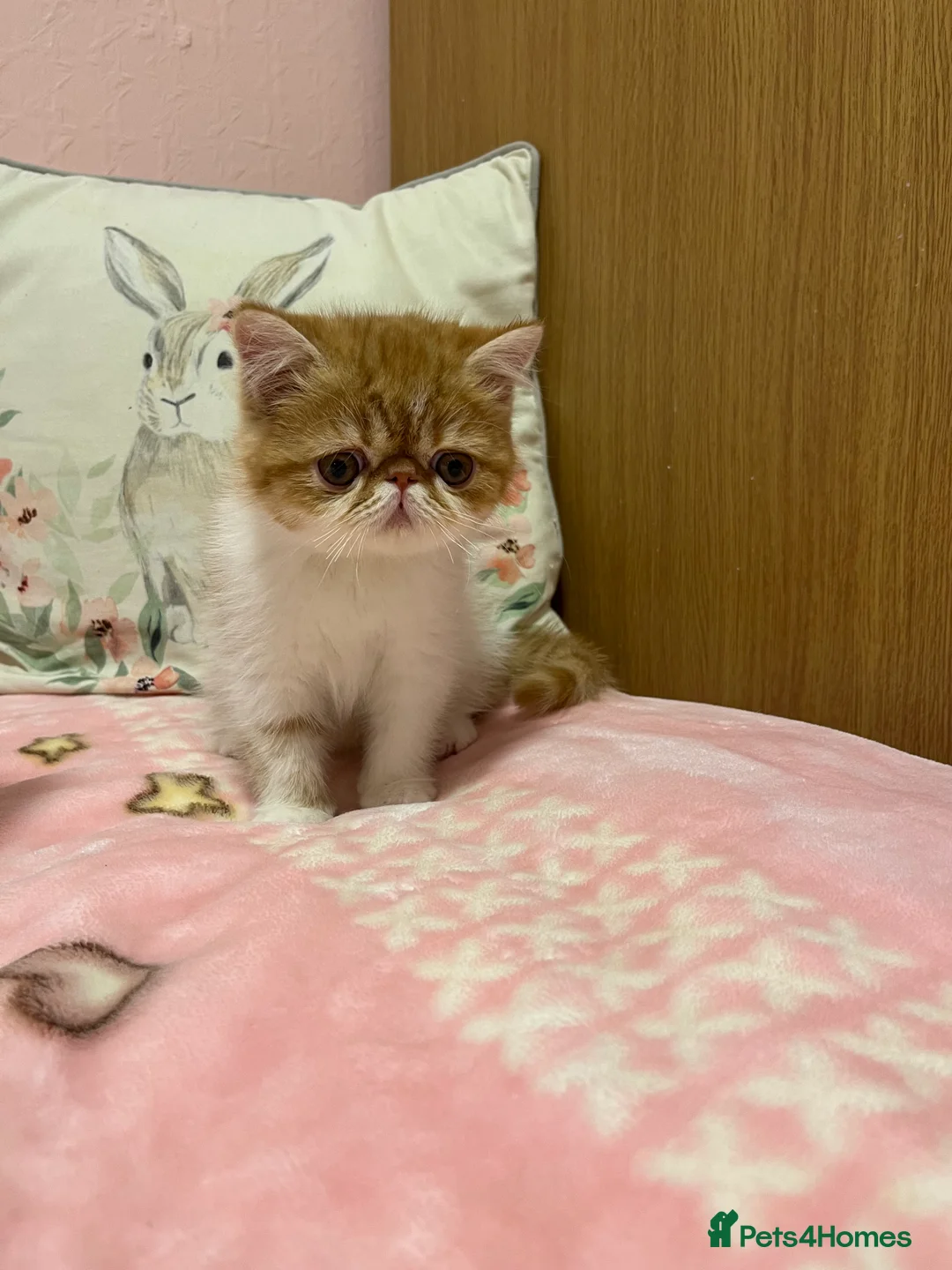 Exotic cats for sale: Exotic kittens  - Advert 27