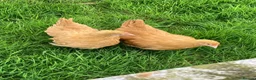 Chickens poultry for sale: Chickens various breeds - Advert 5