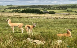 Llama livestock for sale: Guanaco for sale (lama guanicoe) Peak District - Image 2