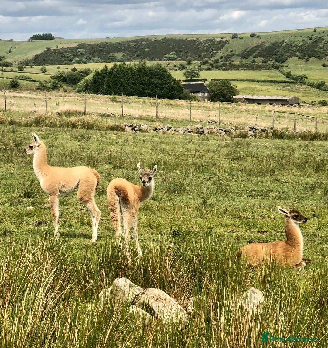 Llama livestock for sale: Guanaco for sale (lama guanicoe) Peak District - Image 2