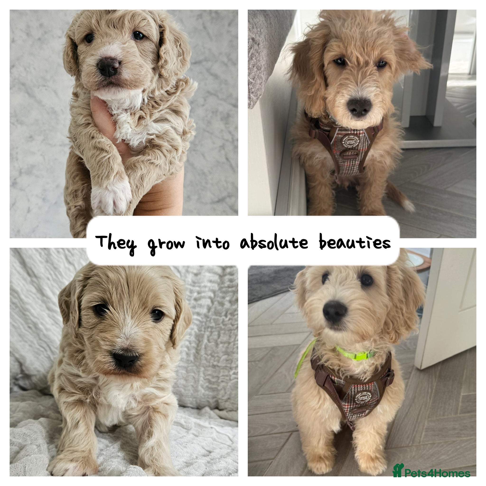 Mini Goldendoodle dogs for sale: 🐾✨ Beautiful Toy Goldendoodle Puppies  ✨🐾 - Advert 13