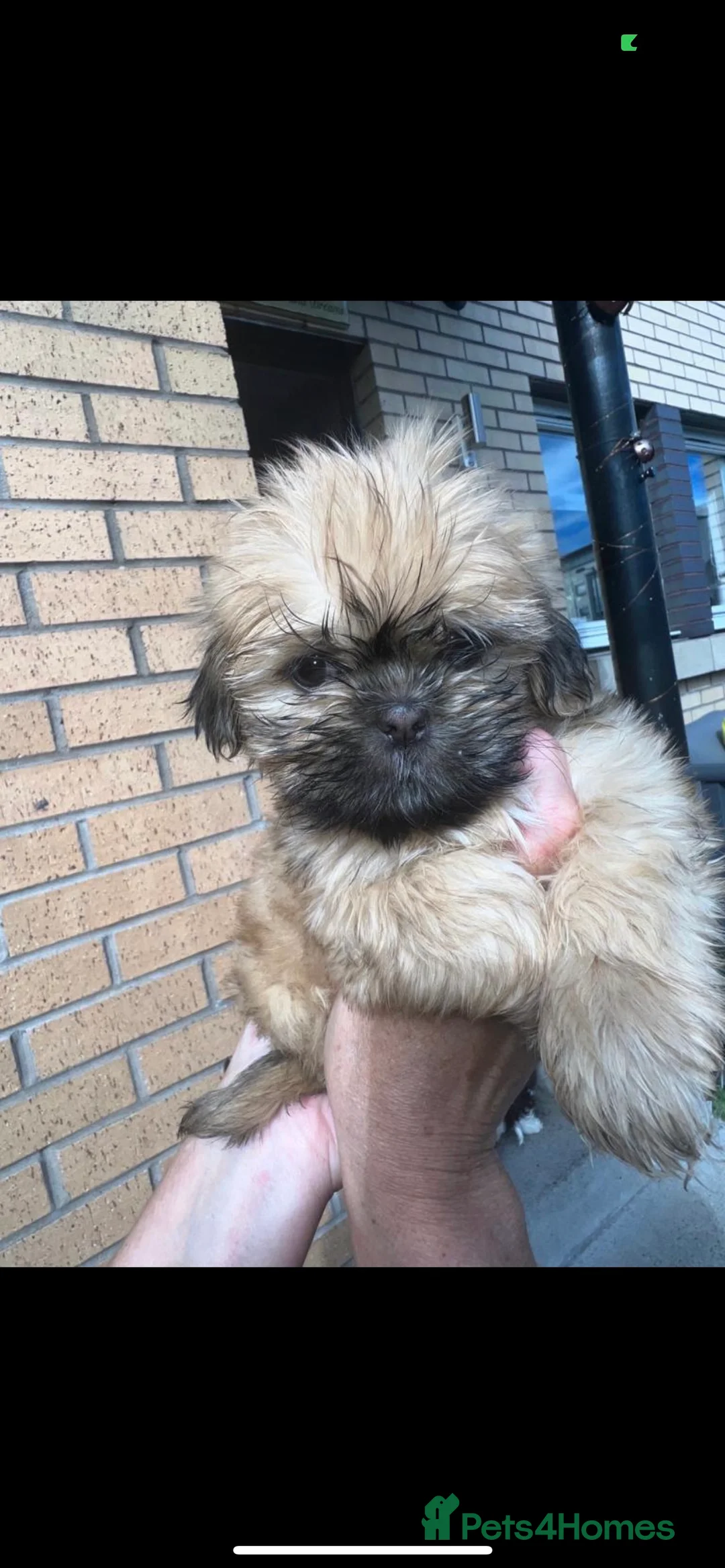 Shih Tzu dogs for stud: Shih tzu stud  in Glasgow - Advert 6