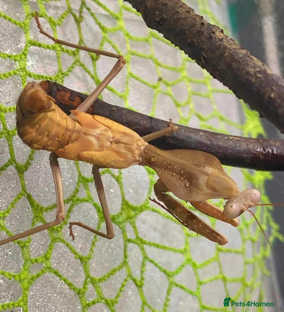 Praying Mantis invertebrates Praying mantis for sale - Advert 1