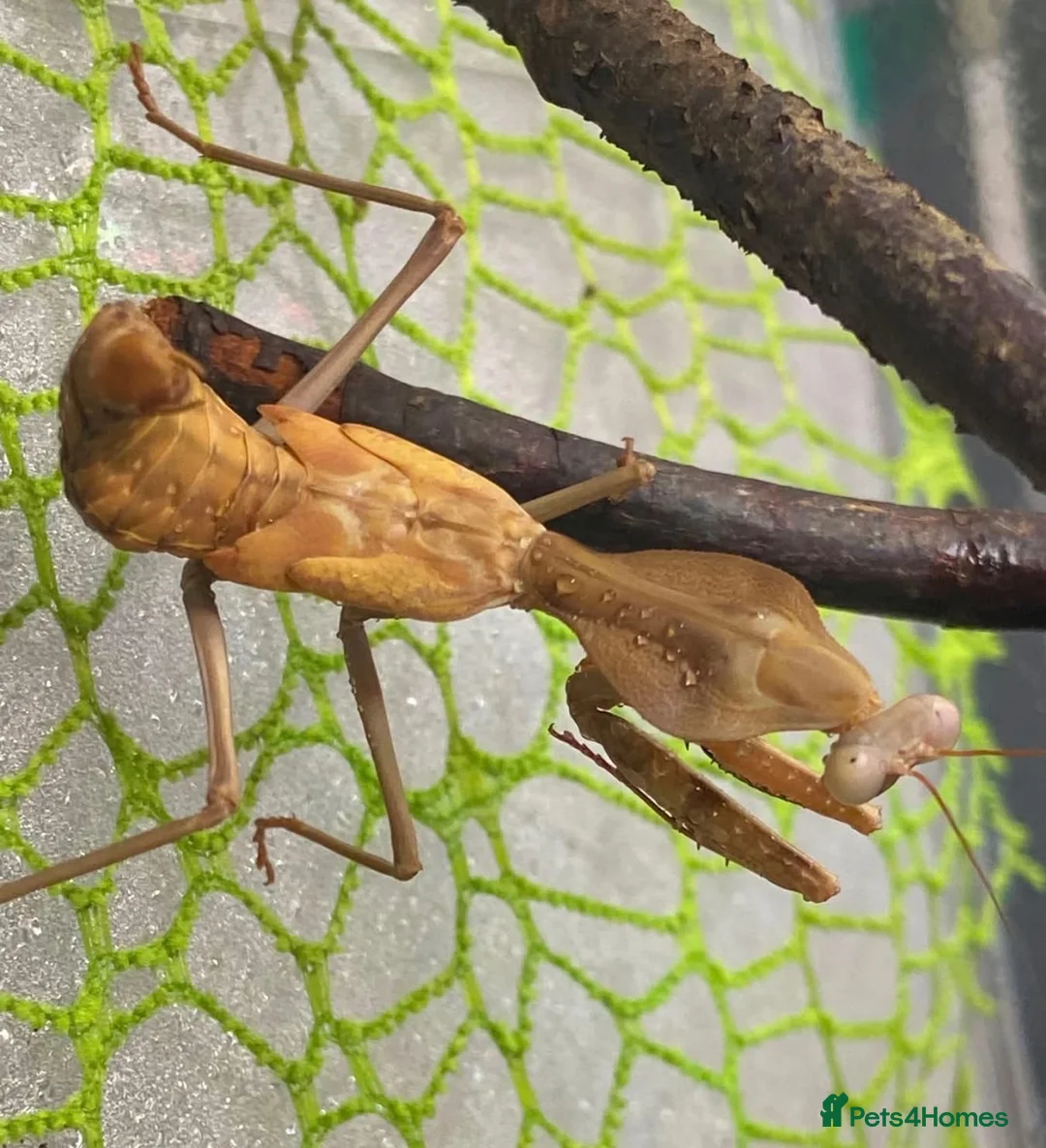 Praying Mantis invertebrates for sale: Praying mantis for sale - Advert 1