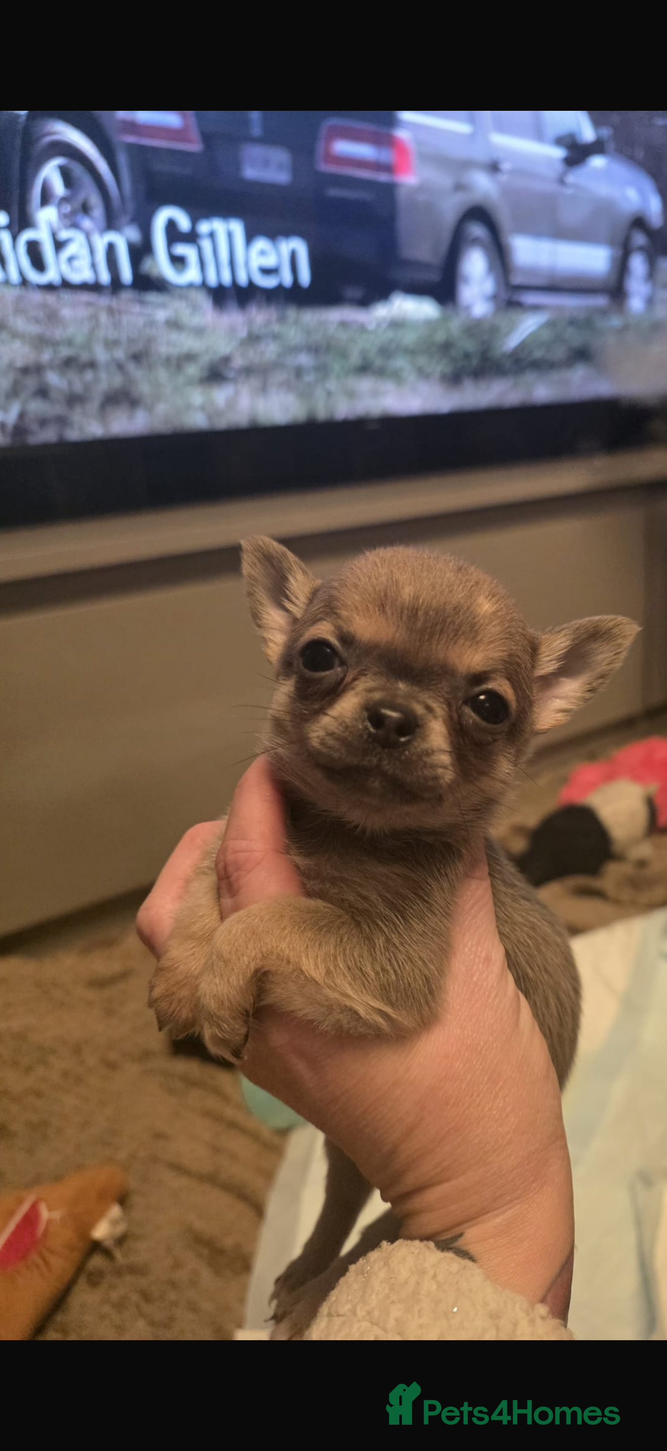 Chihuahua dogs Cheeky chihuahuas  - Advert 13