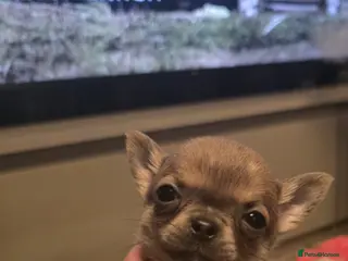 Chihuahua dogs Cheeky chihuahuas - Advert 13