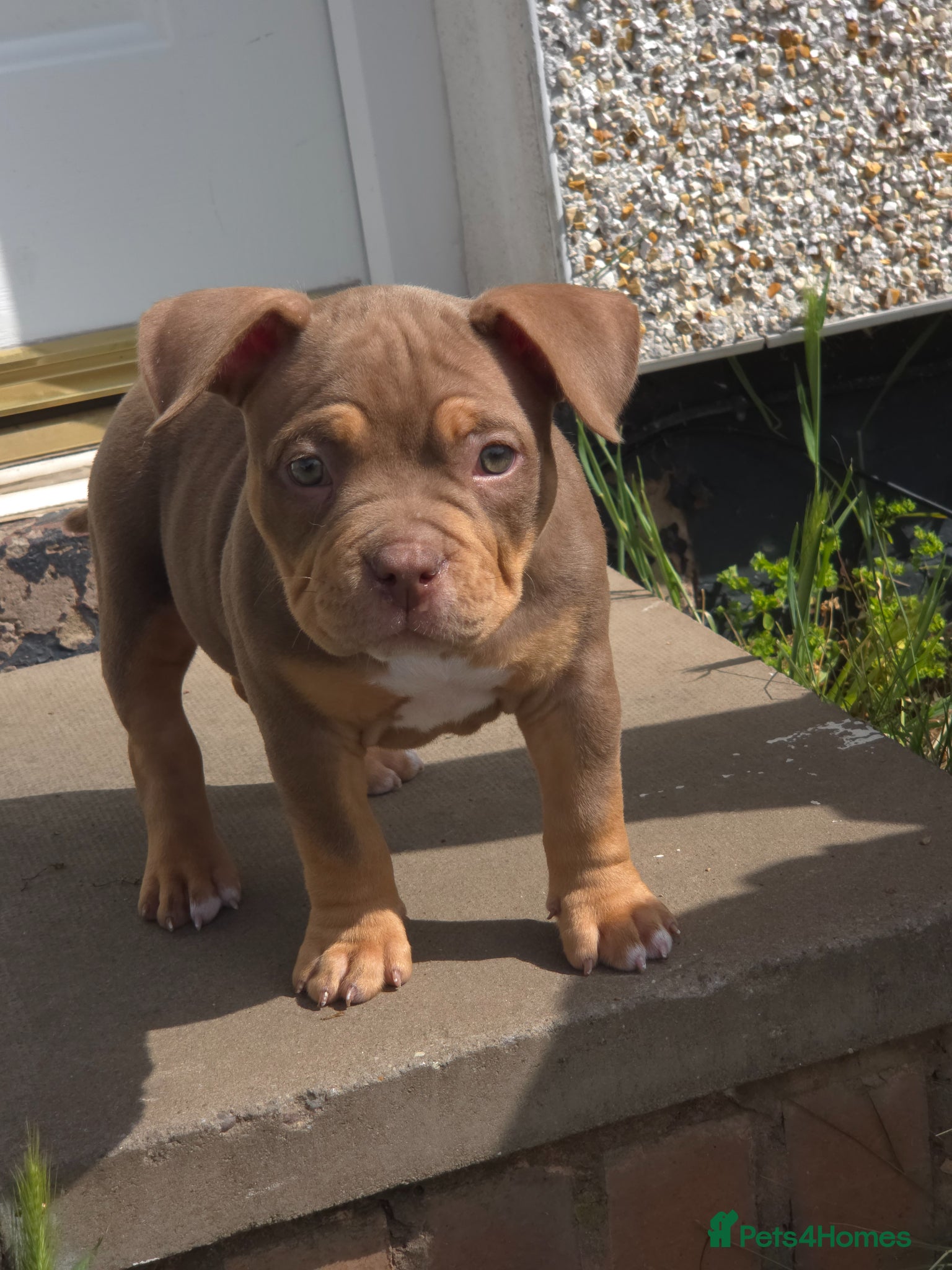 American Bully dogs 3 beautiful pocket bullies  - Advert 17