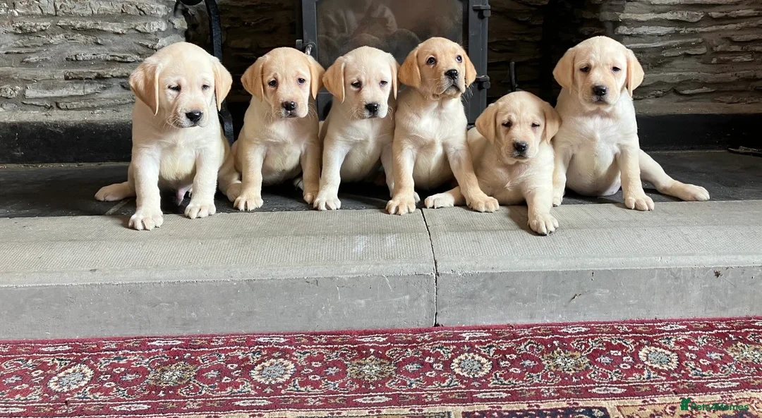 Labrador Retriever dogs for sale: Hip scored fully HEALTH TESTED 0 co-eff chunky 🐶  - Advert 1