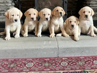 Labrador Retriever dogs Hip scored fully HEALTH TESTED 0 co-eff chunky 🐶 - Advert 4