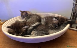 Maine Coon cats for sale:      💖LAST BEAUTIFUL BABY GIRL💖  - Image 28