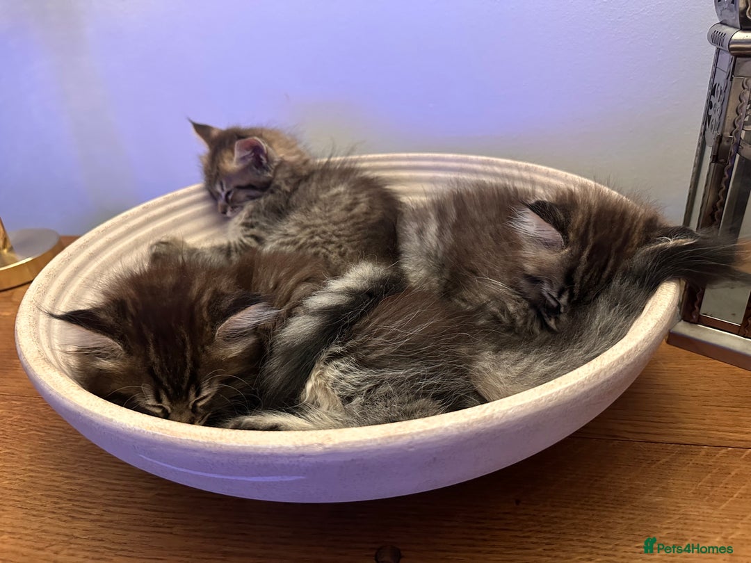 Maine Coon cats for sale:      💖LAST BEAUTIFUL BABY GIRL💖  - Image 28