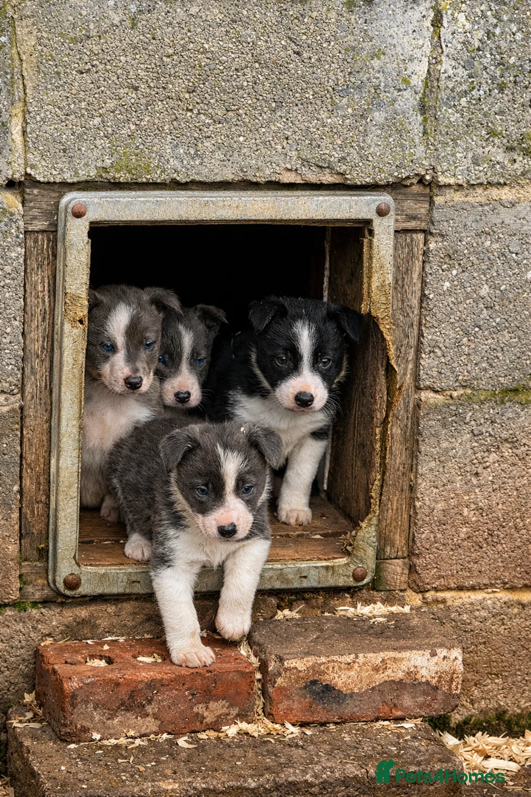 Border Collie dogs for sale: Gorgeous Lilac and white collie pups  - Advert 1