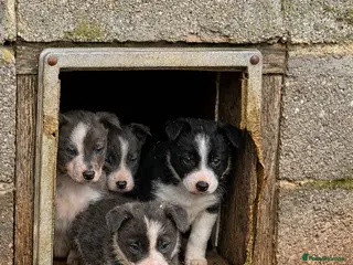 Border Collie dogs Gorgeous Lilac and white collie pups - Advert 6