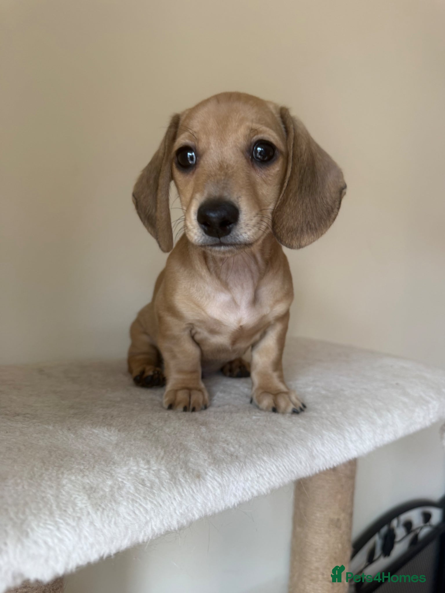 Miniature Dachshund dogs Just one male fawn puppy left 🩵 - Advert 3