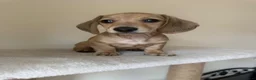 Miniature Dachshund dogs for sale: Just one male fawn puppy left 🩵 - Advert 1