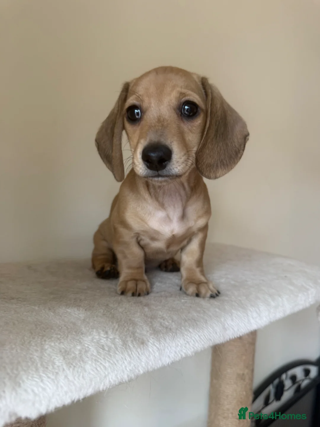 Miniature Dachshund dogs for sale: Just one male fawn puppy left 🩵 - Advert 1