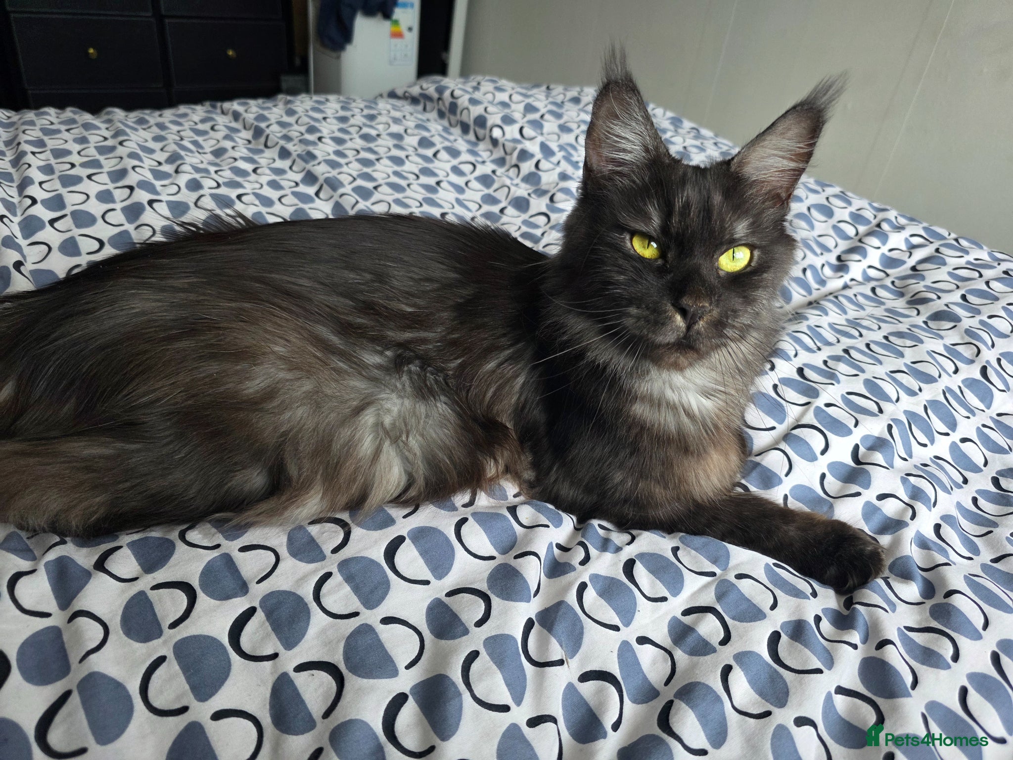 Maine Coon cats Mainecoon x babies - Advert 4