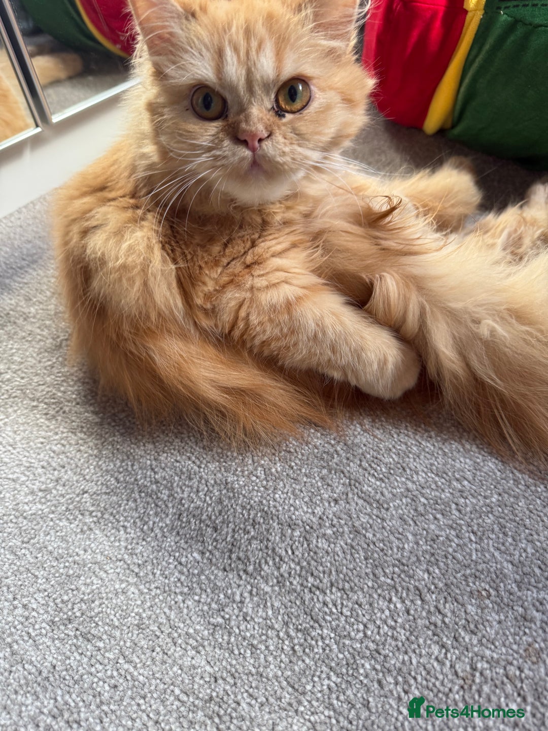 Persian cats for sale: Persian  gorgeous kitten(1 girl) in London - Image 13