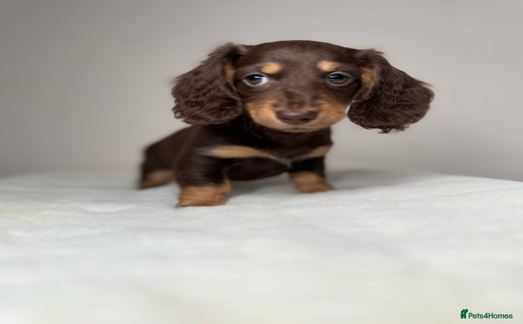 Miniature Dachshund dogs - Advert 4