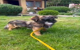 Mixed Breed dogs for adoption: 💖🐶 JENNY 🐶💖 - Image 11