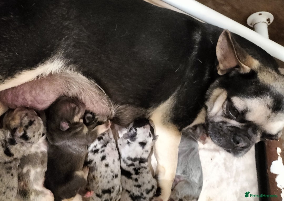 French Bulldog dogs for sale:  🐾 Exceptional French Bulldog Puppies 🐾 - Advert 9