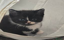 Mixed Breed cats for sale: 5 beautiful kittens  - Image 5