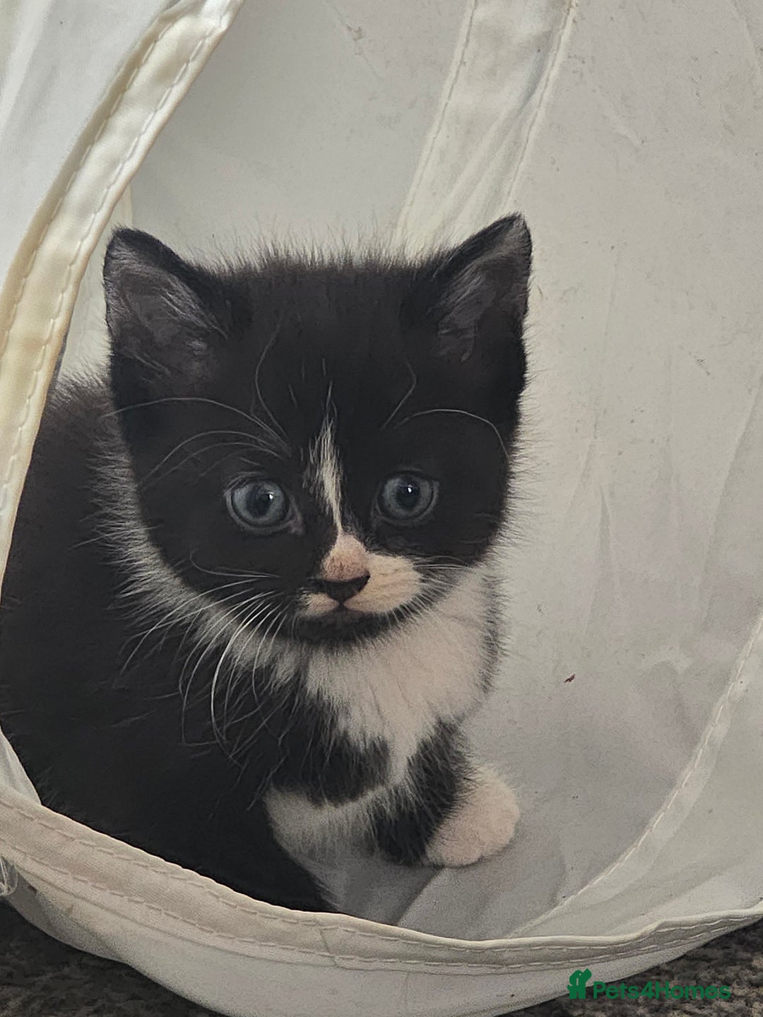 Mixed Breed cats for sale: 5 beautiful kittens  - Image 5