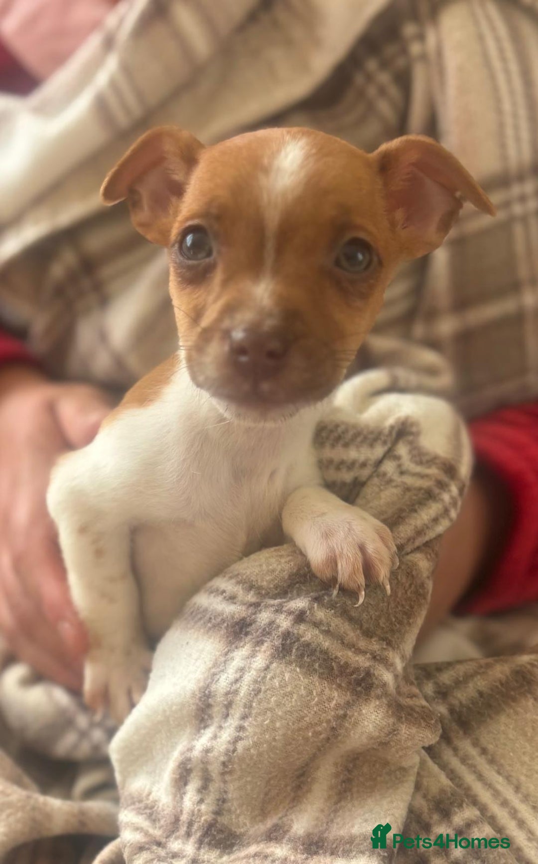 Mixed Breed dogs for sale: Jack Russell terrier puppies  - Image 4