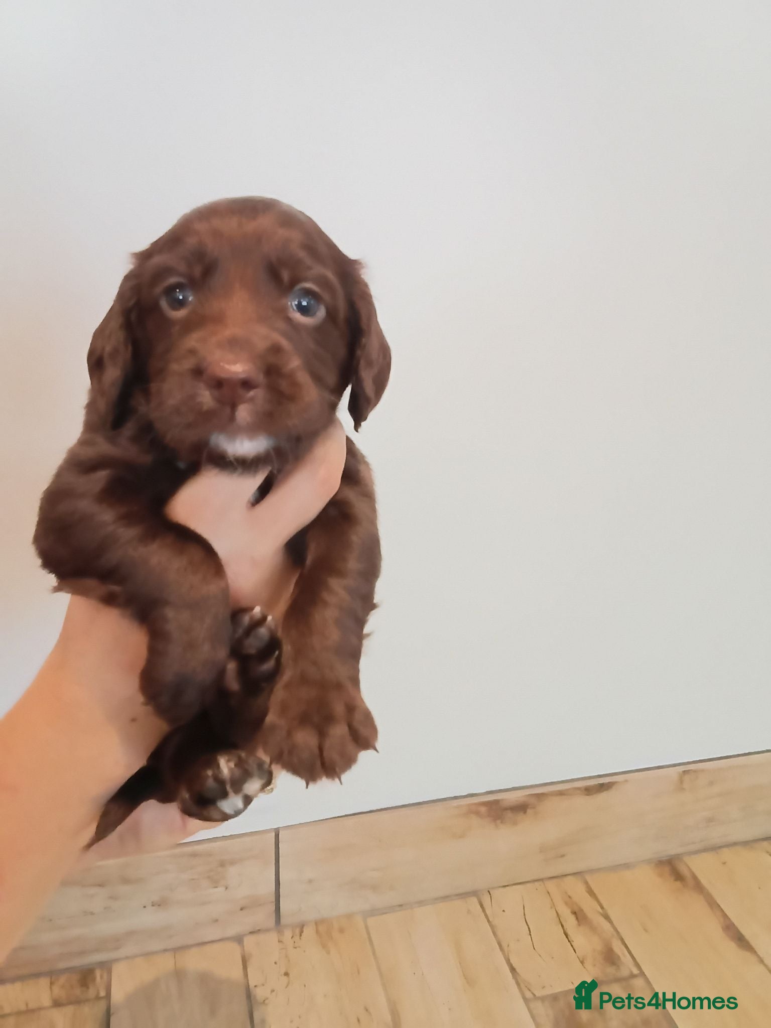 Sprocker dogs Beautiful Sprocker puppies for sale - Advert 11