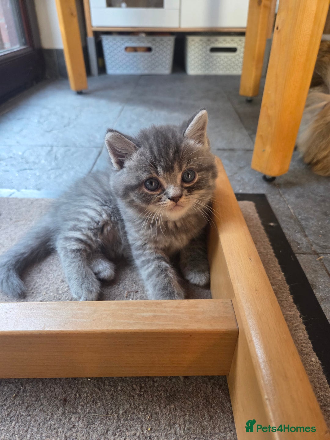 Persian cats for sale: Half persian kittens - Image 3