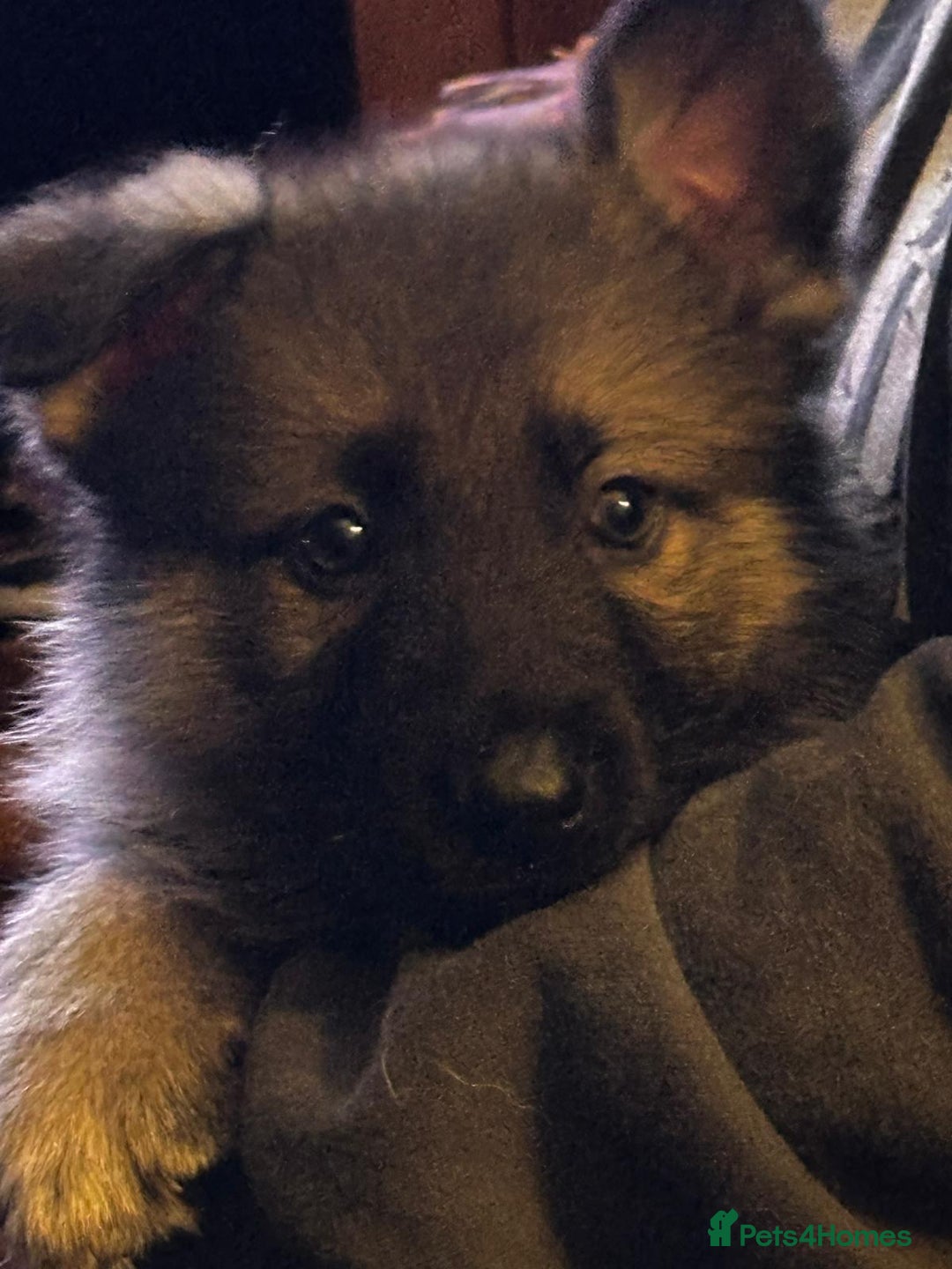 German Shepherd dogs for sale: GERMAN SHEPHERD PUPPY 8 WEEKS - Advert 1