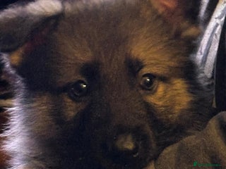 German Shepherd dogs GERMAN SHEPHERD PUPPY 8 WEEKS - Advert 1