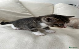 Mixed Breed cats for sale: Ready to go next week! cream tabby kittens - Image 14