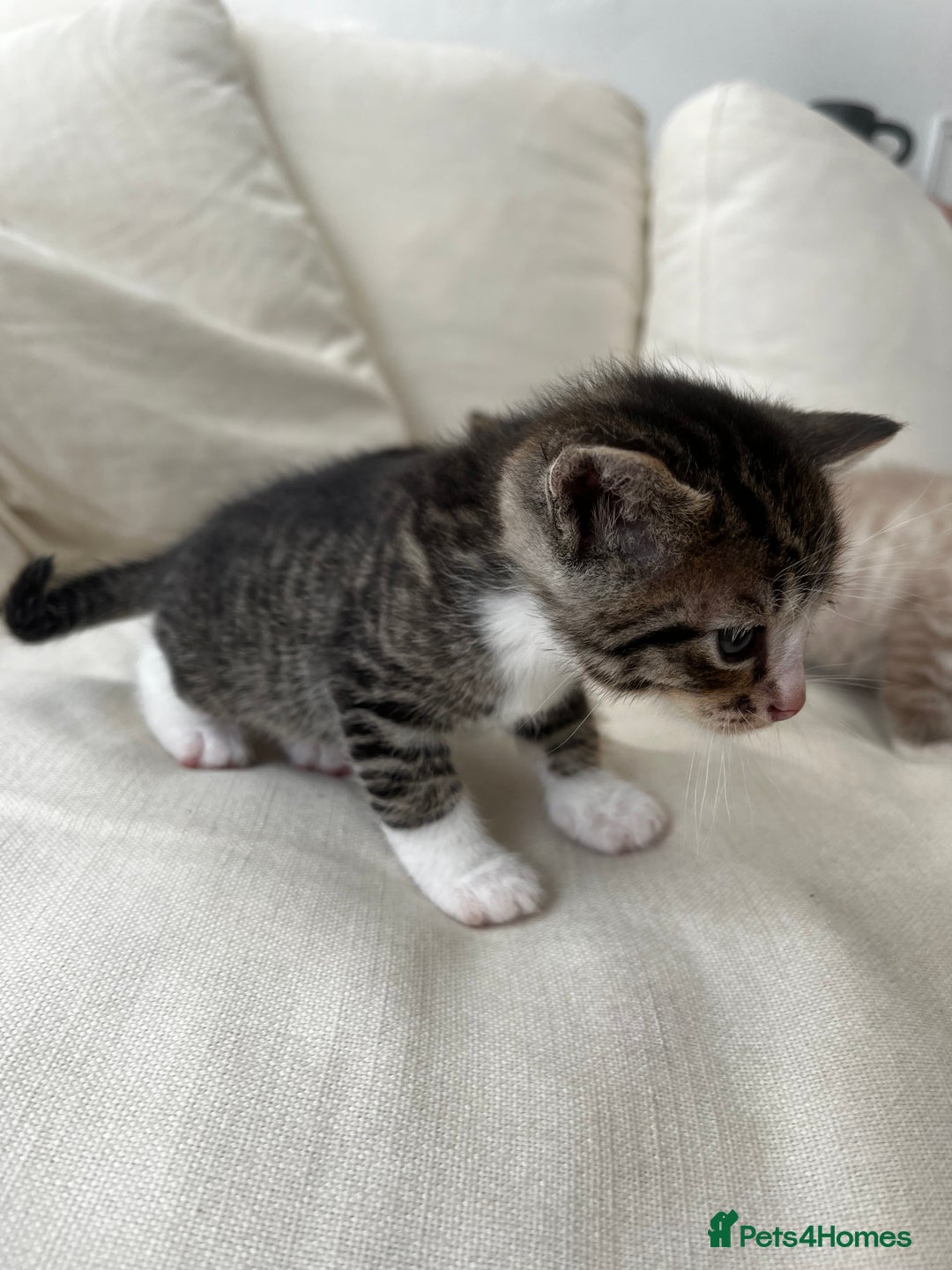 Mixed Breed cats for sale: Ready to go next week! cream tabby kittens - Image 14
