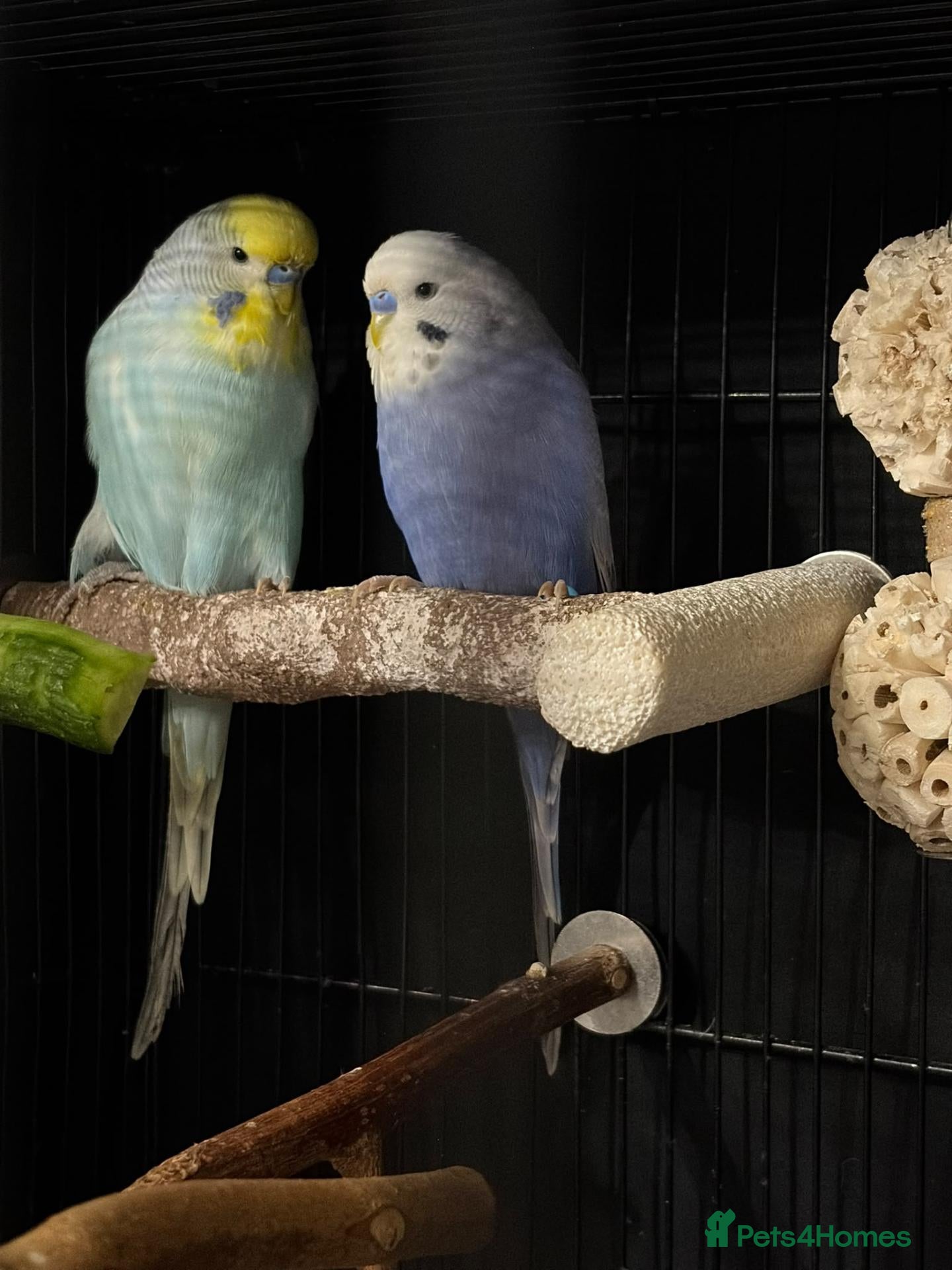 Budgerigars birds 2 young males - Advert 2