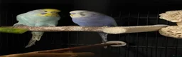 Budgerigars birds for sale: 2 young males in Havant - Advert 1