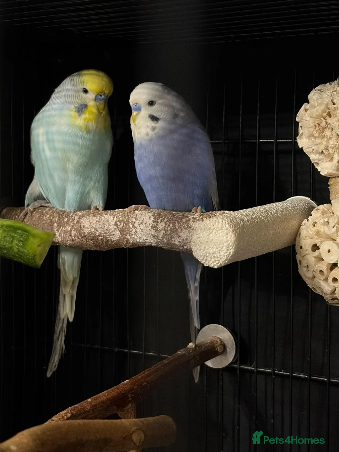 Budgerigars birds for sale: 2 young males in Havant - Advert 1