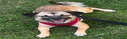 Mixed Breed dogs for adoption: Meet Marlene  12 months old  7kg Romanian mix  - Advert 14