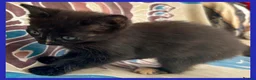 Mixed Breed cats for sale: Beautiful Kittens for sale. - Advert 12