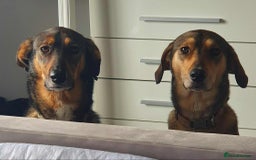 Mixed Breed dogs for adoption: MARGOT – 9 years old, Female, Mixed Breed - Image 8