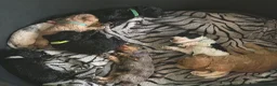 Mixed Breed dogs for sale: 🐶 🐾 Beautiful Cavapoochon Puppies 🐾 - Advert 19