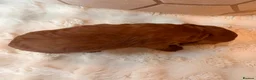 Cockapoo dogs for sale: ** RARE MAHOGANY RED F1 TOY COCKAPOO PUPS ** - Advert 3