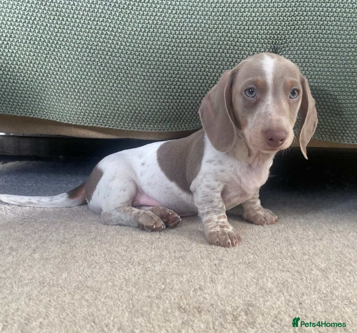Miniature Dachshund dogs PRA Clear KC Registered Mini Dachshunds - Advert 3