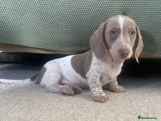 Miniature Dachshund dogs PRA Clear KC Registered Mini Dachshunds - Advert 5