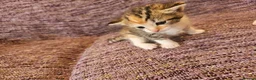 Mixed Breed cats for sale: Mix ragdoll kittens for sale  - Advert 5