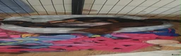 Miniature Dachshund dogs for sale: Miniature dachshund babies  - Advert 3